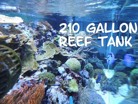 210 Gallon Reef Tank Update 2-24-16