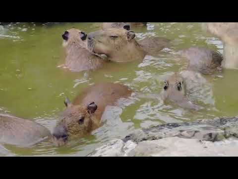 にごり湯(?)ではしゃぐカピバラファミリー(伊豆シャボテン動物公園 元祖カピバラの露天風呂)