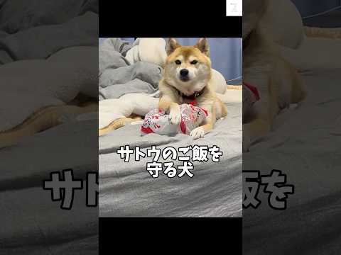 サトウのご飯を守る柴犬‼️2時間かかって取り返せました😂　#柴犬　#犬　#おもしろ #犬のいる生活 #かわいい犬