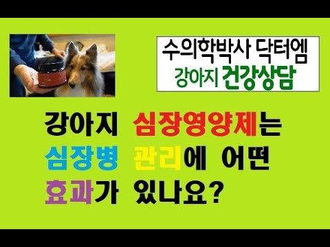 강아지 심장영양제는 심장병 관리에 어떻게 도움이 되나요?