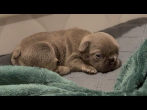 2 week old Rescue French Bulldog Puppies #frenchie #puppy #whelping #rescue