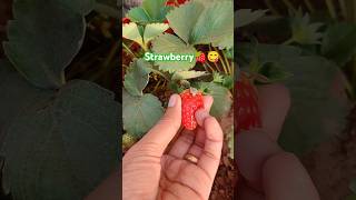 Strawberry growing journey: Flower to fruit🍓 #strawberry #wintergarden #shorts #ytshorts #plants