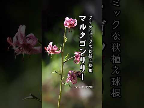 植えっぱなしで毎年美しい花を咲かせるユリの一種「マルタゴンリリー」 #秋植え球根 #球根花 #球根植物 #Shorts #ガーデニング