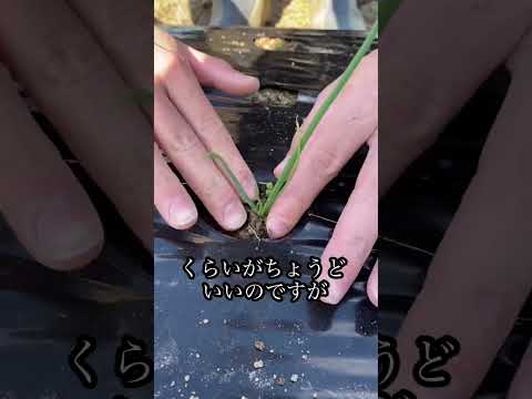 玉ねぎの苗植えてみた！【家庭菜園】