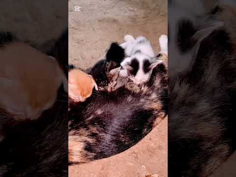 Mother Cat Feeds Her Kittens😍😍