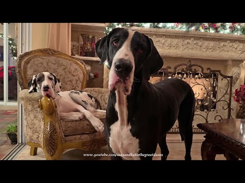 Nosy Great Dane Decides Fireplace Portrait Will Be A Family Photo