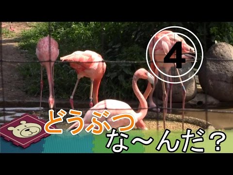 動物なーんだ？　フラミンゴ　ラマ　ヒツジ　イノシシ 上野動物園