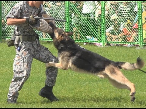 まさかのハプニング!! 警備犬訓練展示 芦屋基地航空祭2016