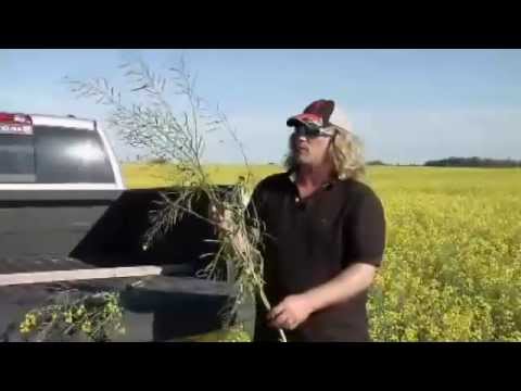 Best Envirotech - Alex Carruthers, Canola