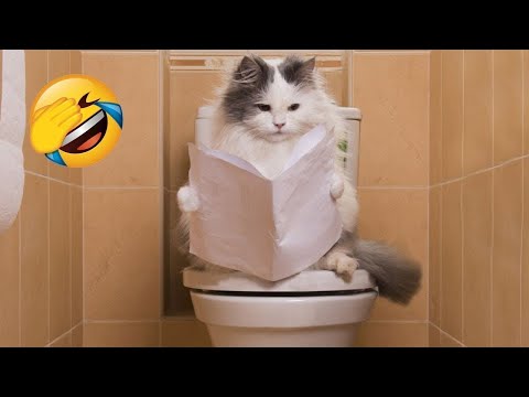 New Funniest Dogs and Cats Videos😀 - Funny Animal Videos 2023😂#6