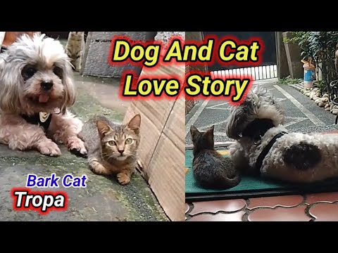 "This Cat & Dog Will Melt Your Heart: True Love Story"