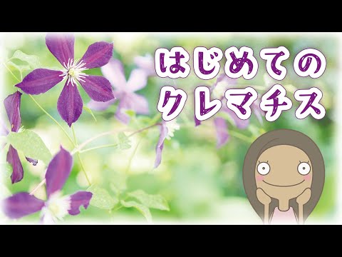 【縦の線で見た目↑】🔰クレマチスの特徴とおすすめ系統|植物編-98