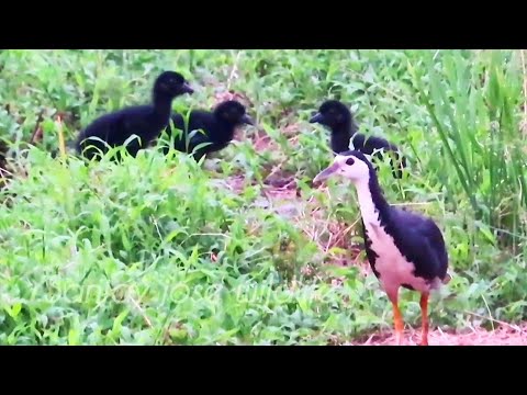 waterhen sound 💤 white breasted waterhen bird sound  | बनमुर्गी  #waterhen  #കുളക്കോഴി #birdsounds