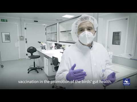 Meet the poultry - Protection against necrotic enteritis by coccidiosis vaccination.