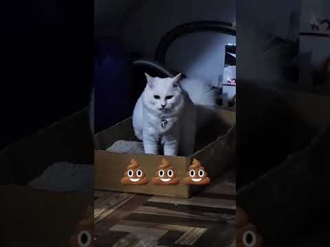 The Pooping Cat 💩💩🤪(dogyot time/😂 #funny #cat #shortvideo #shorts