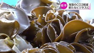 The Global Seaweed Coalition visiting Japan !