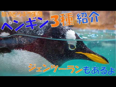 【雪×ペンギン】那須どうぶつ王国のペンギン３種を紹介します【ジェンツーランの練習風景も】