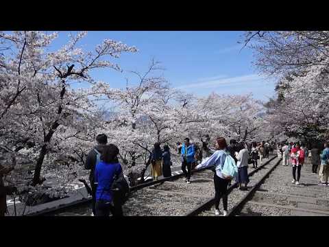 京都蹴上傾斜鐵道賞櫻