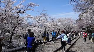 京都蹴上傾斜鐵道賞櫻