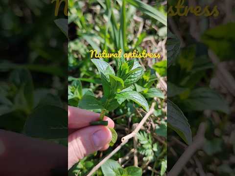 How wild mint grows #shorts #herbs #nature #mint