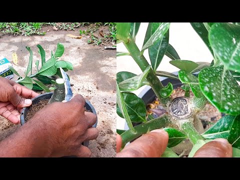 One cut more branches and thicker stem / Adenium Growing Tips #Learngardening