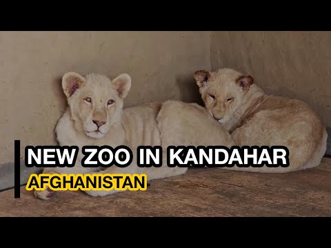 Zoo created in Kandahar to protect endangered species|ایجاد یک باغ وحش با سرمایه‌گذاری شخصی درکندهار