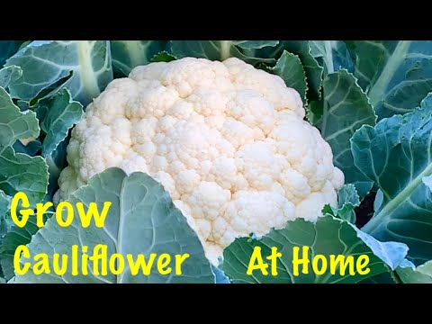 How To Grow Cauliflower In Grow Bag At Home / Complete Information / Seeds To Harvest