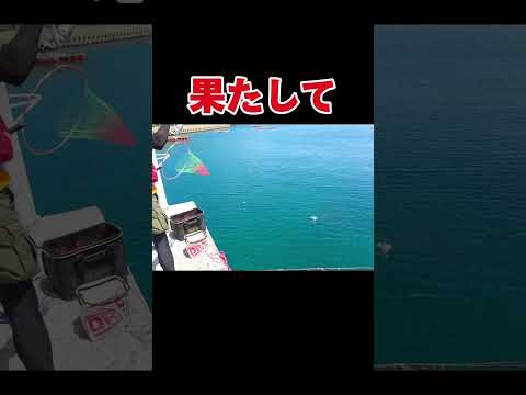 ついに離島の巨魚を釣り上げた…#釣り#福岡釣り#相島釣り