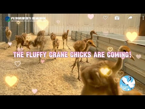 The Fluffy Crane Chicks Are Coming!