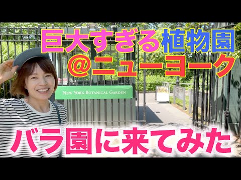 【NYバラ訪問】ニューヨーク最大の植物園＜NYBG＞内にある有名ローズガーデンに行ってみた！