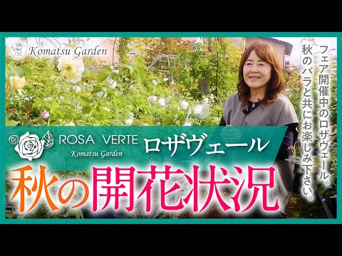 【お店紹介】ロザヴェール秋の開花状況