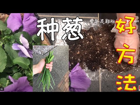 塑料袋种小葱好方法（上）