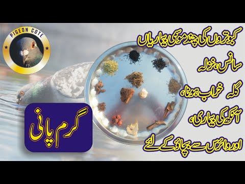 Mosam-e-Sarma Me Pigeons Ke Liye Garm Pani | Garm Pani | Pigeon Cote | Waleed Alam