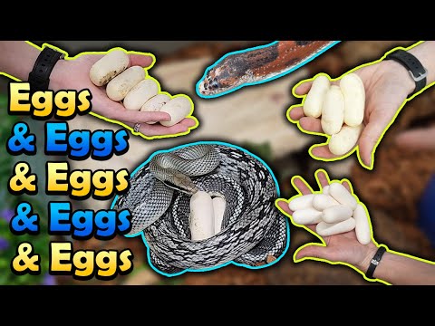 Snake Egg Compilation 2024!