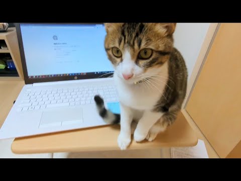 【保護猫】かまってアピールする子猫がかわいすぎて最高でしたw