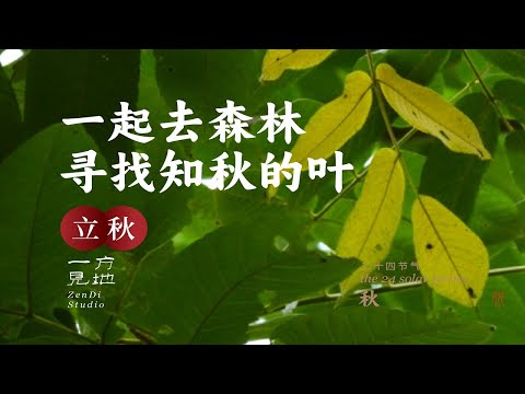 立秋，一起去森林寻找那片知秋的叶