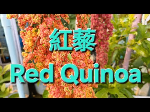 紅藜 Red Quinoa