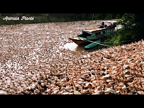 The Duck | The largest flock of ducks in Vietnam is raised freely.24-hour diary of laying ducks 2.