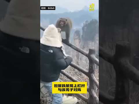 动新闻｜人猴开打 猴子差点跌下山