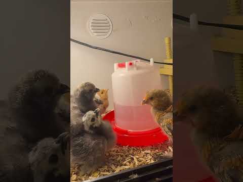 Baby silkies and duccles drinking water