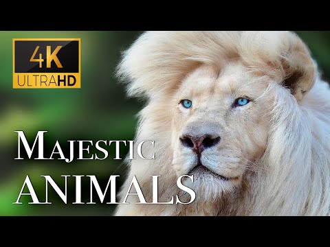 Amazing Scenes of Majestic Animals In 4K - Scenic Relaxation Film