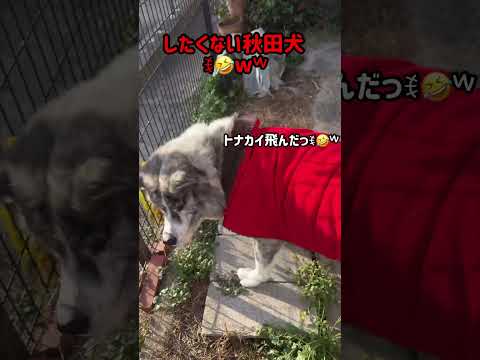 トナカイになりたくない秋田犬 #犬のいる暮らし