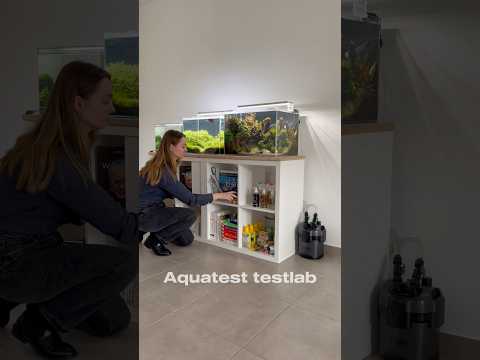 Aquatest #aquascaping #aquarium #aquascape #fishtank #plantedtank #fishkeeping #fish #bettafish