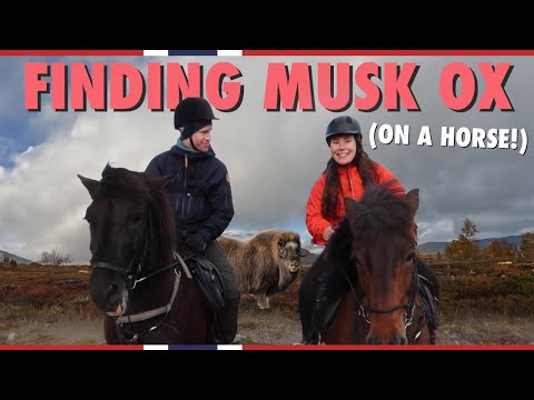 Safari, Norwegian style: Looking for Musk ox from horseback! | Visit Norway