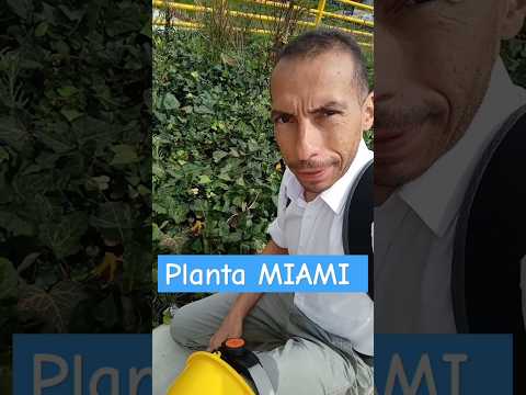 planta MIAMI