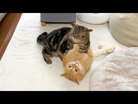 短足兄弟猫のプチバトル集！