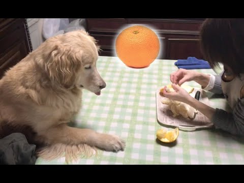 Doggie begs mom for orange