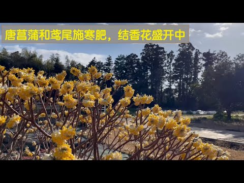 唐菖蒲、鸢尾施寒肥，各种球根和草花钻出地面的时候，给大地带来了生机和希望！音乐也变得热情起来。