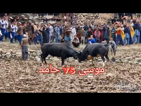 Bulls | cow clash at Nuristan Afghanistan