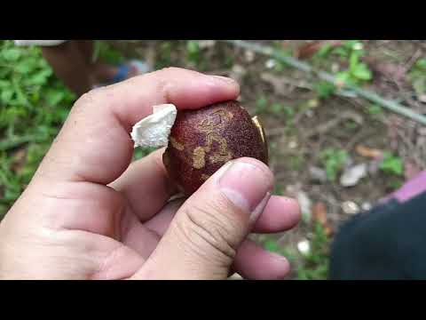 ngiga buah kasai